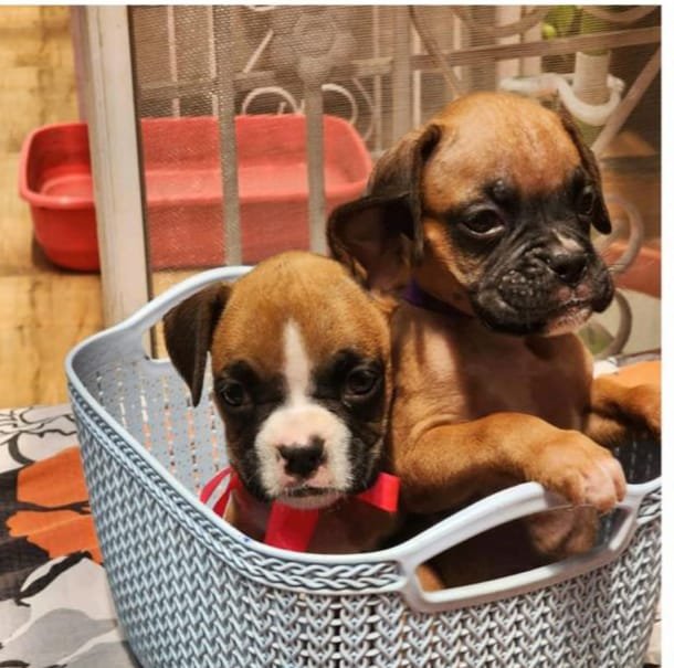 Order Female Boxer Puppy from Vizag
